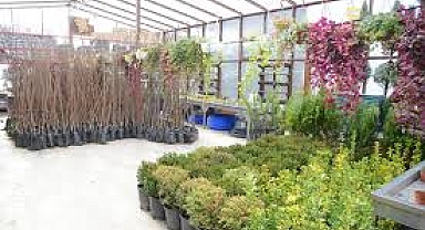 Kırşehir Gülbahçe Peysaj ve Çicek Satış Evinden Büyük Fırsat